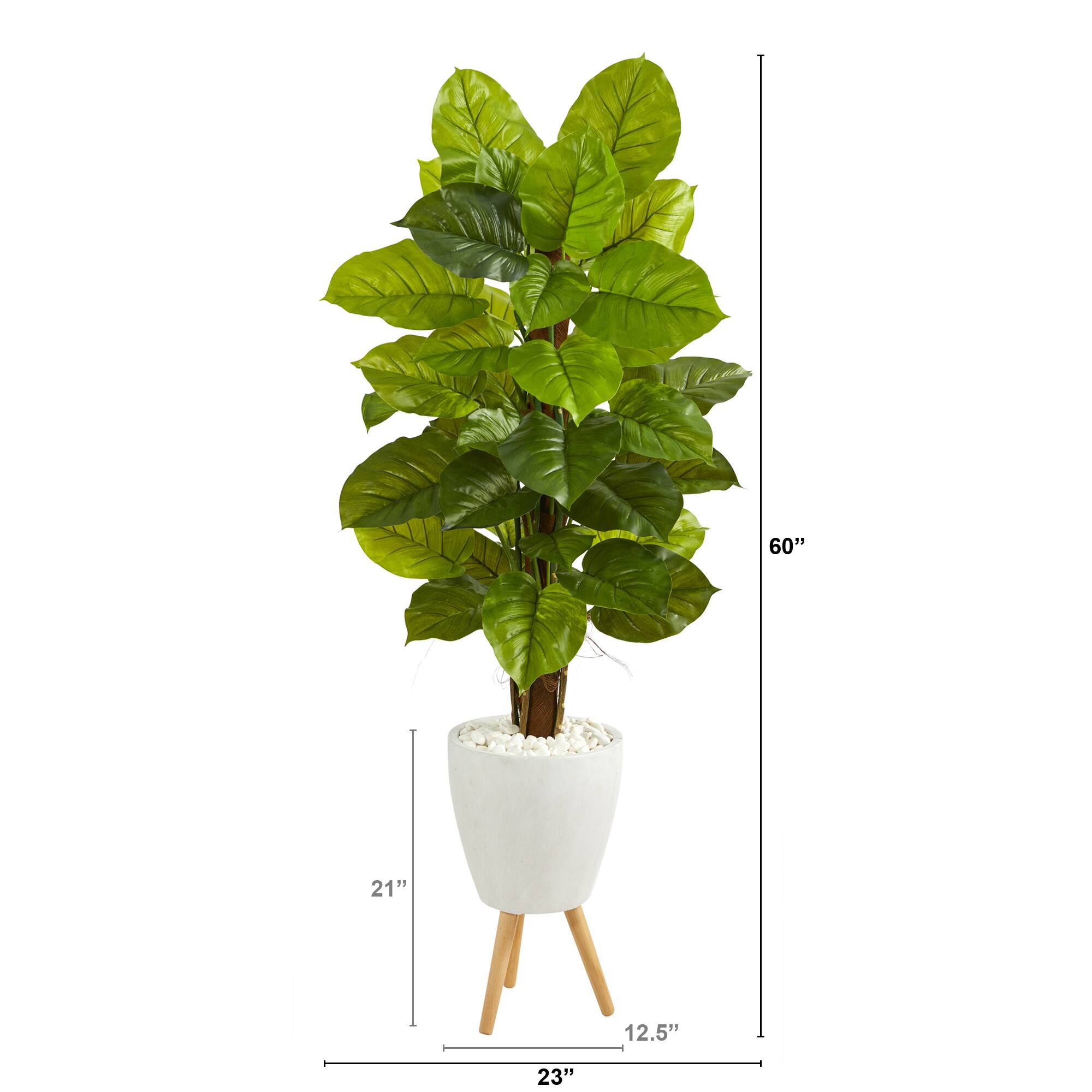 5ft. Large Leaf Philodendron Plant in White Planter with Stand